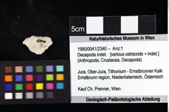 Foto (Objket + Etiketten) von Decapoda indet. 